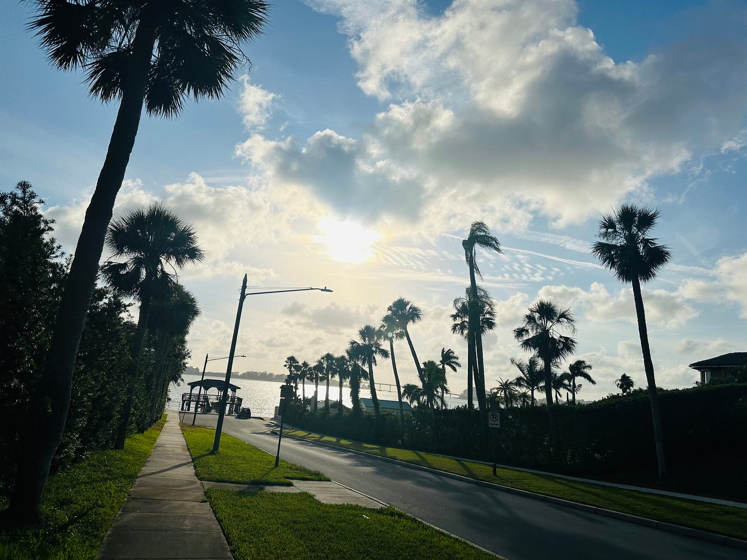 Palm trees line a street leading to a body of water in the bright sun