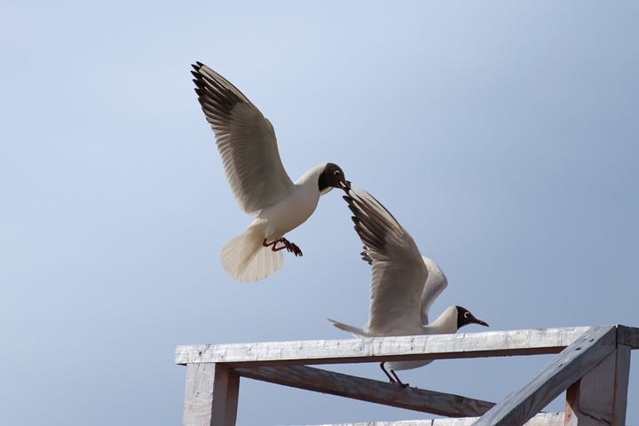 Black-Headed Gull