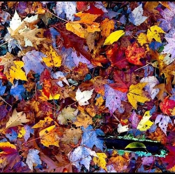 Ode to Autumn and Donna Ashworth