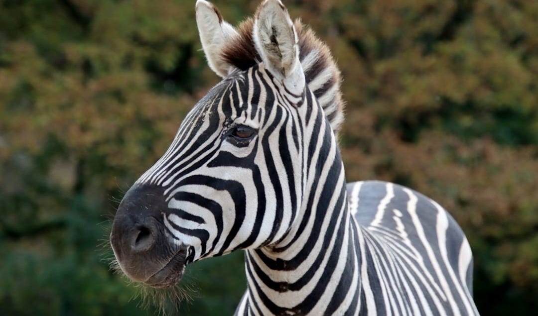 a close up of a zebra with trees in the background