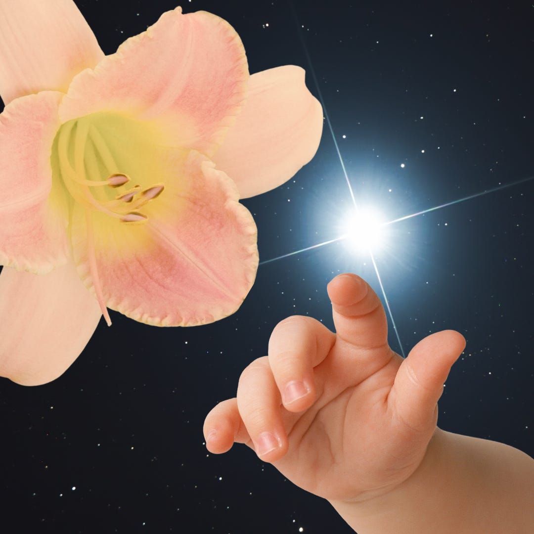 A peach lily is on the top left corner, from the bottom right corner, a baby's hand reaches out. In the background, there are stars, and a large shining star sits above the baby's fingers.