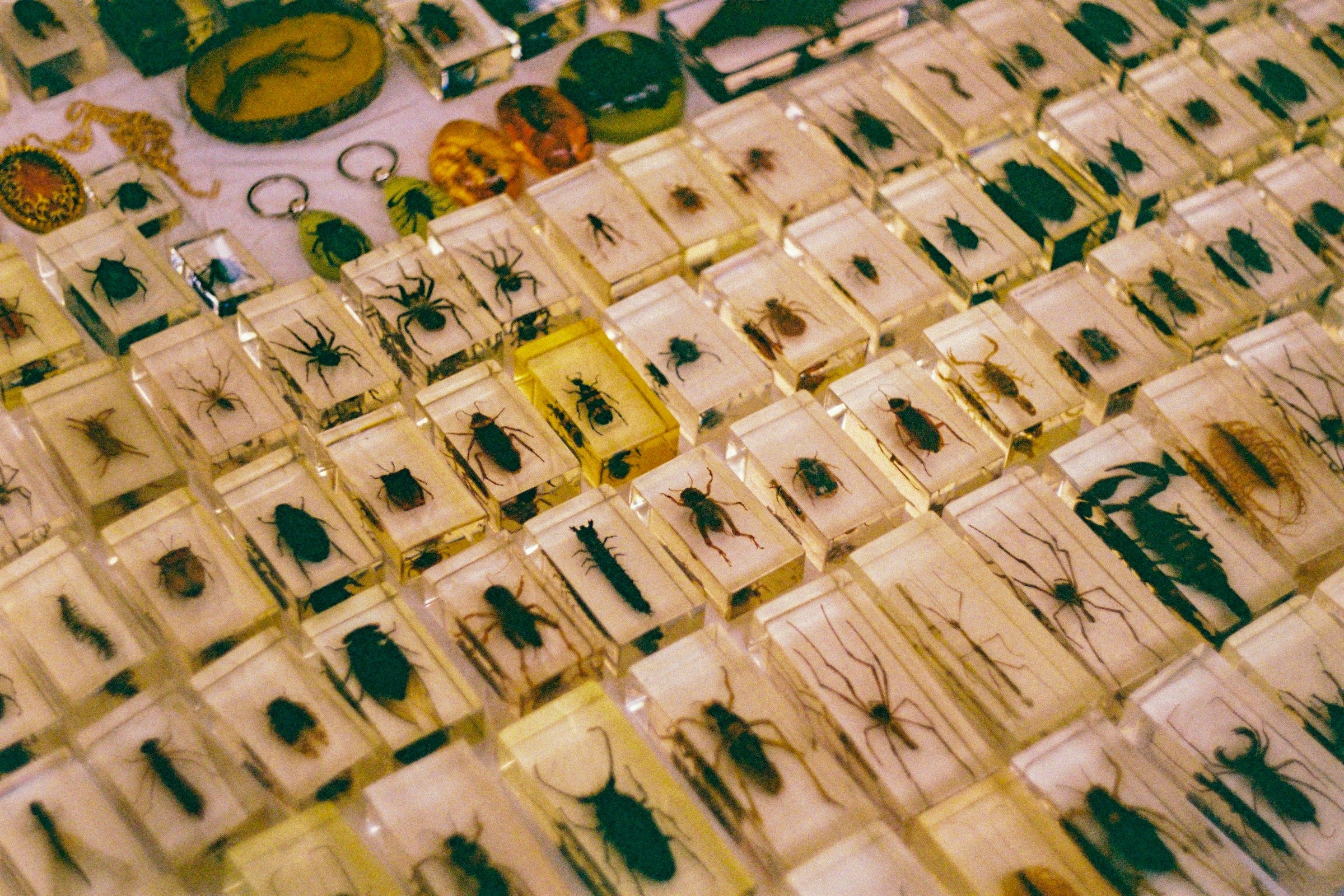 The photo shows a display of numerous insects and arachnids preserved in clear rectangular resin blocks. Each block contains a single specimen, such as beetles, spiders, ants, scorpions, and centipedes, showcasing a variety of species in detail. The blocks are arranged neatly in rows, creating a grid-like pattern, with some of the resin slightly tinted yellow. The photo shows a display of numerous insects and arachnids preserved in clear rectangular resin blocks. Each block contains a single specimen, such as beetles, spiders, ants, scorpions, and centipedes, showcasing a variety of species in detail. The blocks are arranged neatly in rows, creating a grid-like pattern, with some of the resin slightly tinted yellow.