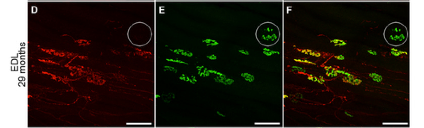 http://www.plosone.org/article/slideshow.action?uri=info:doi/10.1371/journal.pone.0028090&imageURI=info:doi/10.1371/journal.pone.0028090.g002