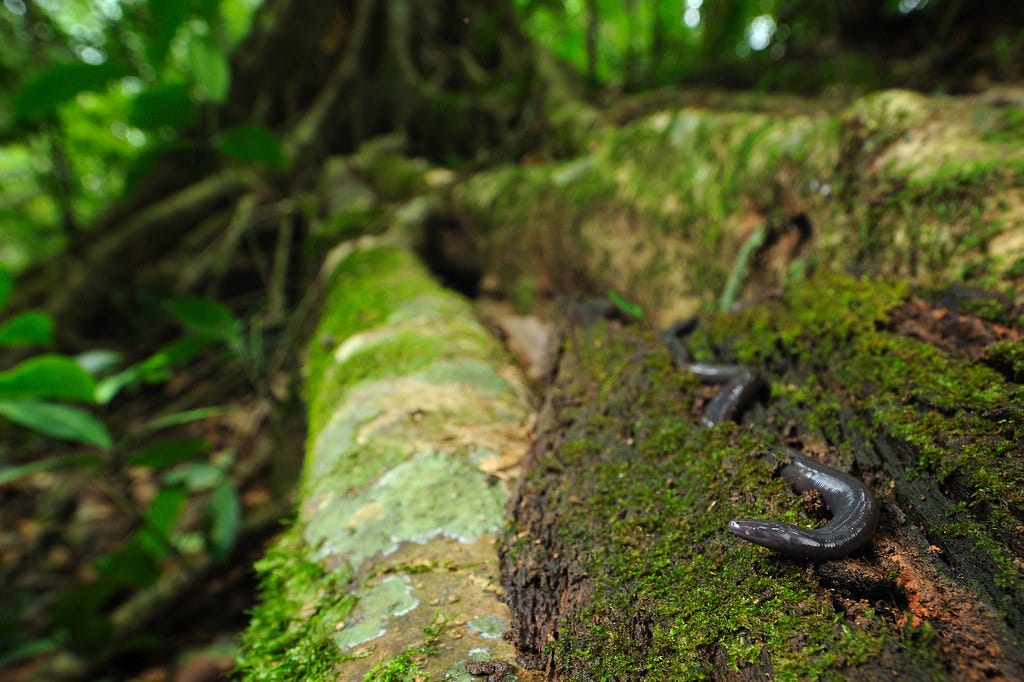 Our newly discovered Caecilian species in Khao Yai national park