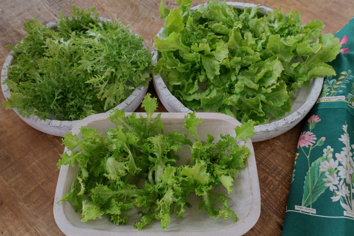 3 types of endive in bowls with an apron alongside 3 types of endive in bowls with an apron alongside