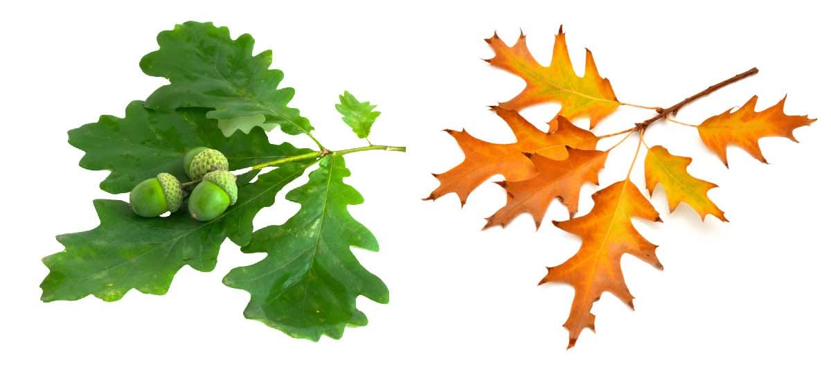 White oak leaves in summer and red oak leaves in fall.