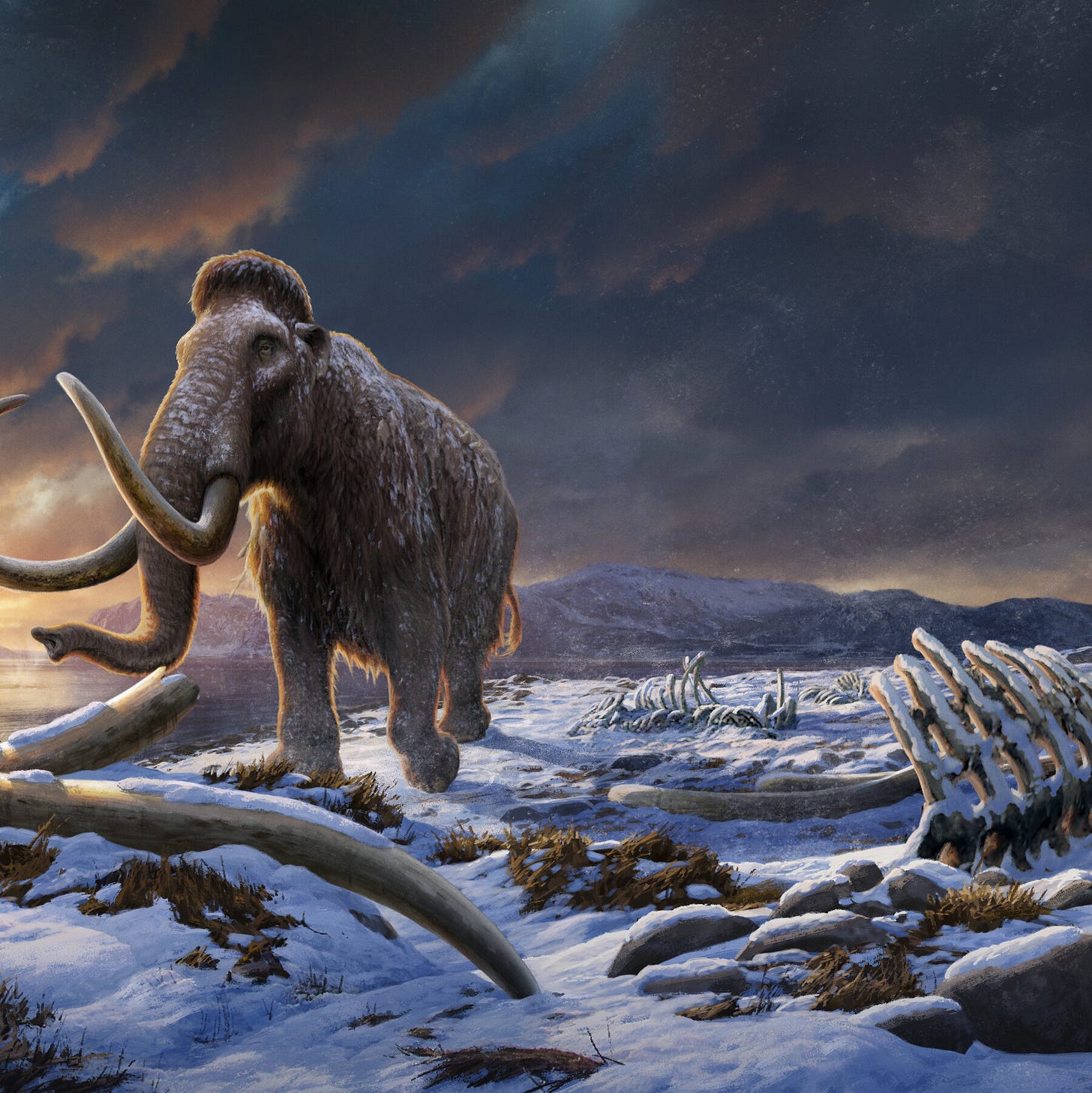 The Last Stand of the Woolly Mammoths - The New York Times