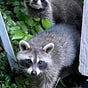 Trash Panda Logic's avatar