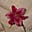 Nesrine's avatar