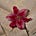 Nesrine's avatar