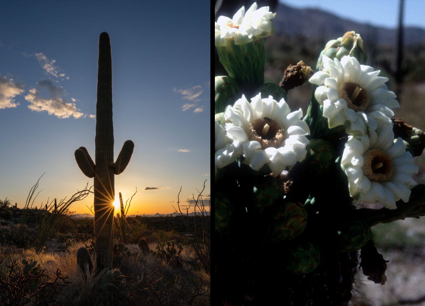 Three many-branched saguaros stand out against a deep blue sky, left; Close-up of white cactus flowers Three many-branched saguaros stand out against a deep blue sky, left; Close-up of white cactus flowers