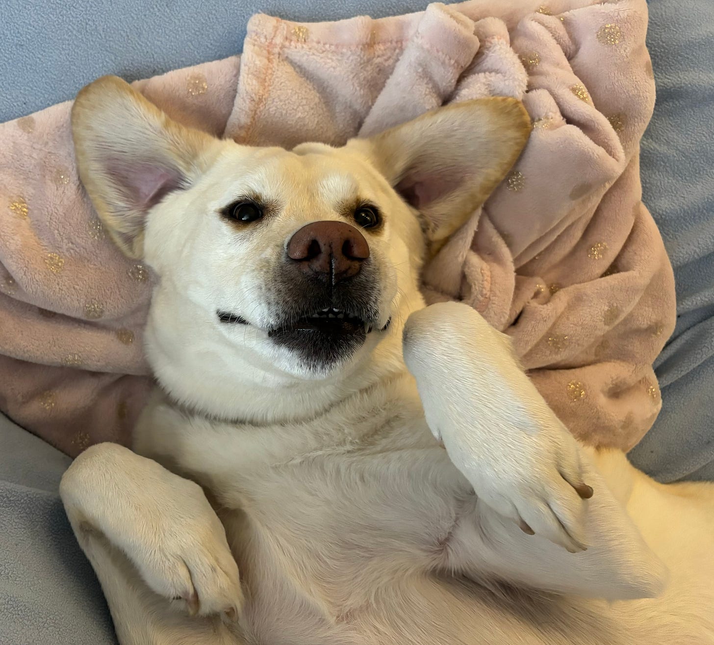 A yellow Labrador retriever wriggles on her back on a comfy couch with her paws up for a belly rub. 
