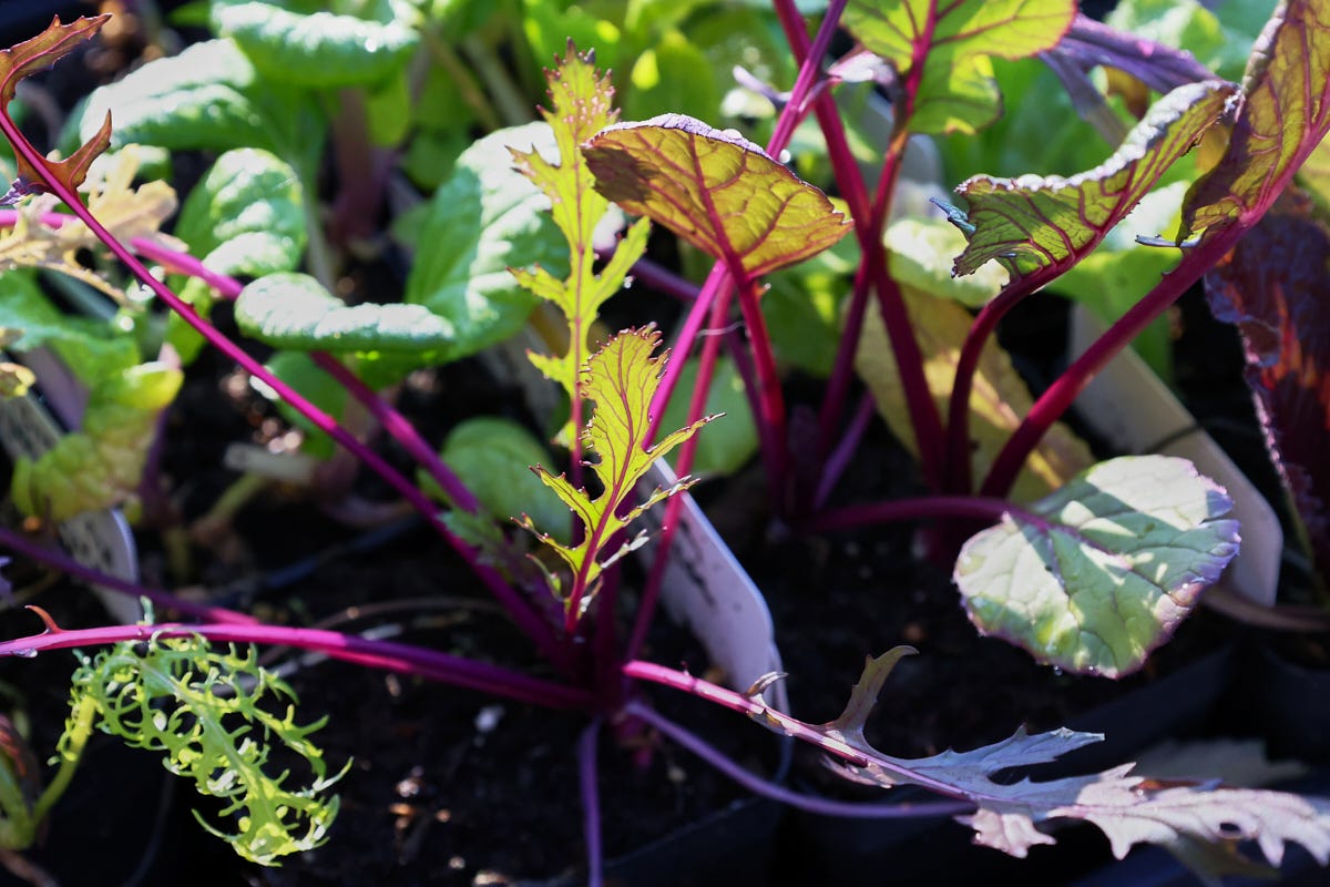 vegetable seedlings