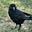 Wagalamarri (Crow), Wambaya NT's avatar