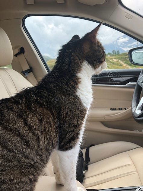 A tabby and white cat is shown in the car, exploring the grass and a pond, eating with a mountain view in the background.