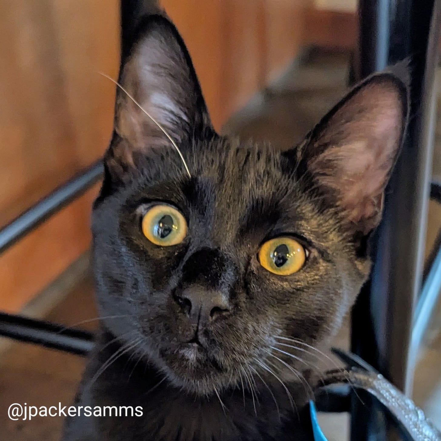 A black cat looking wide-eyed at the camera