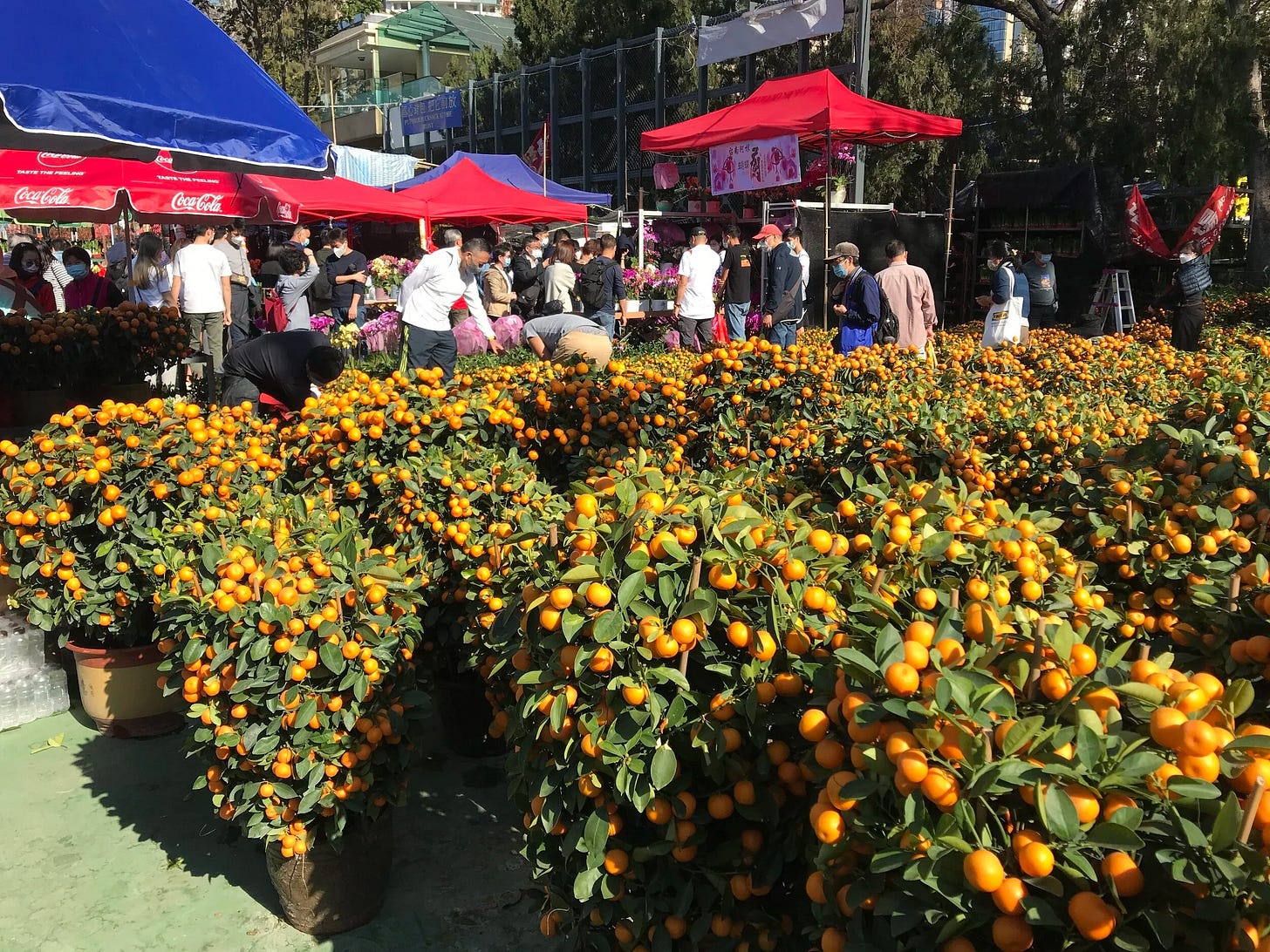 Orange shrubs at Chinese New Year Flower Market, Victoria Park, Causeway Bay Orange shrubs at Chinese New Year Flower Market, Victoria Park, Causeway Bay