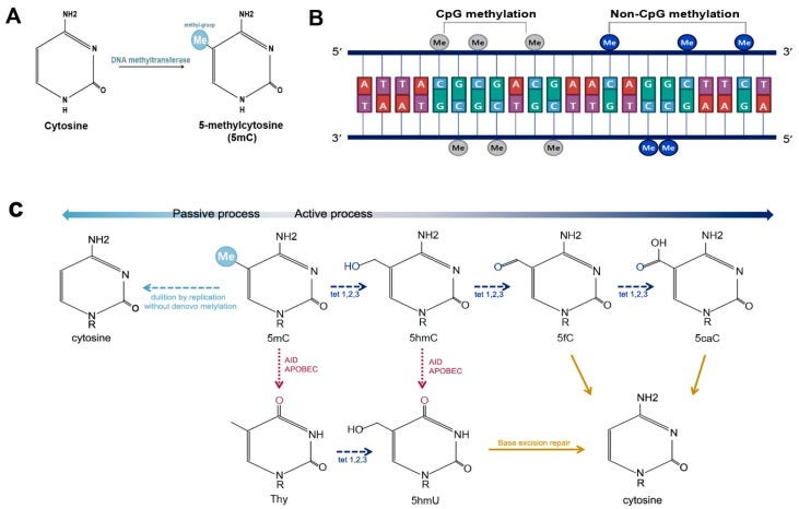 Figure 1 Figure 1