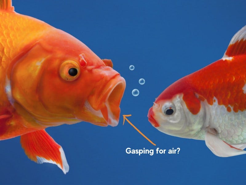 Goldfish and Guppy Breathing Fast: Why and What to Do | Fish Parlor Goldfish and Guppy Breathing Fast: Why and What to Do | Fish Parlor