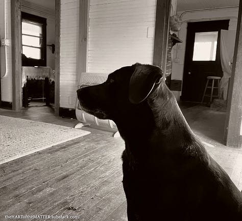 Three photographs of the dog Bark Raven