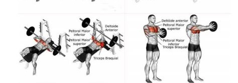 10 ideias de Treino com pesos variados grupos musculares | exercícios de  musculação, exercícios de treino, dicas de treino