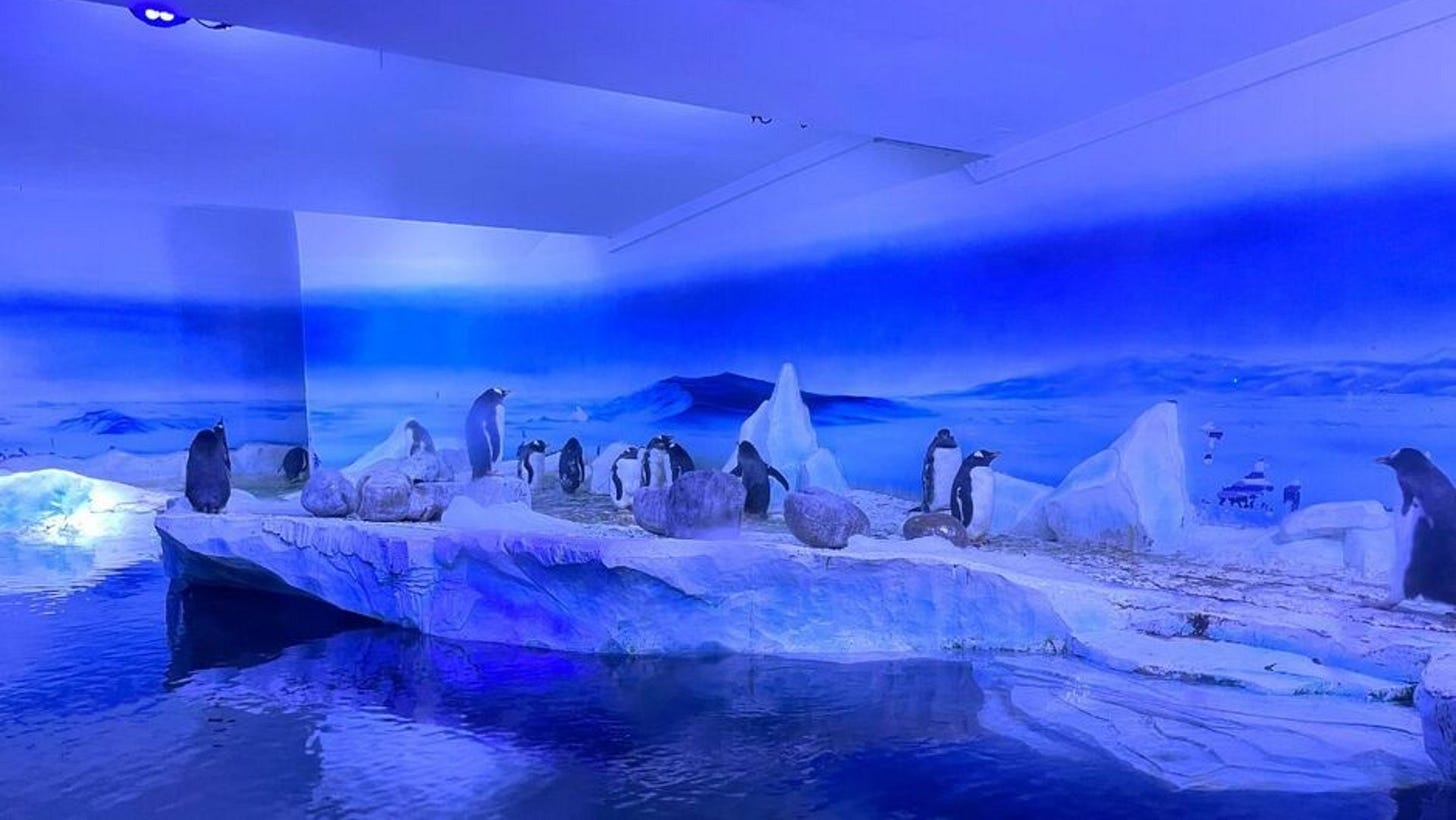 Campaign calls for release of penguins kept underground - Born Free