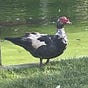 Hugo Burd's avatar