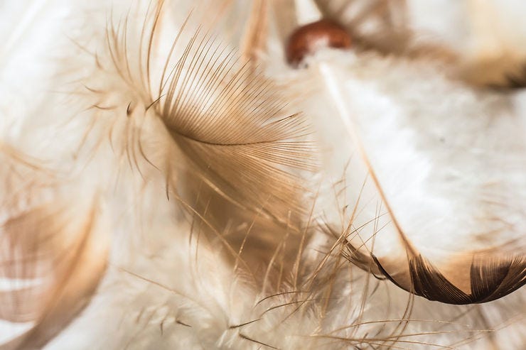 Feathers angelic realm