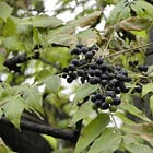 Anti-parasitic and immune-enhancing tablets and teas