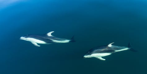 Photographs of Pacific white-sided dolphins swimming in clear waters.