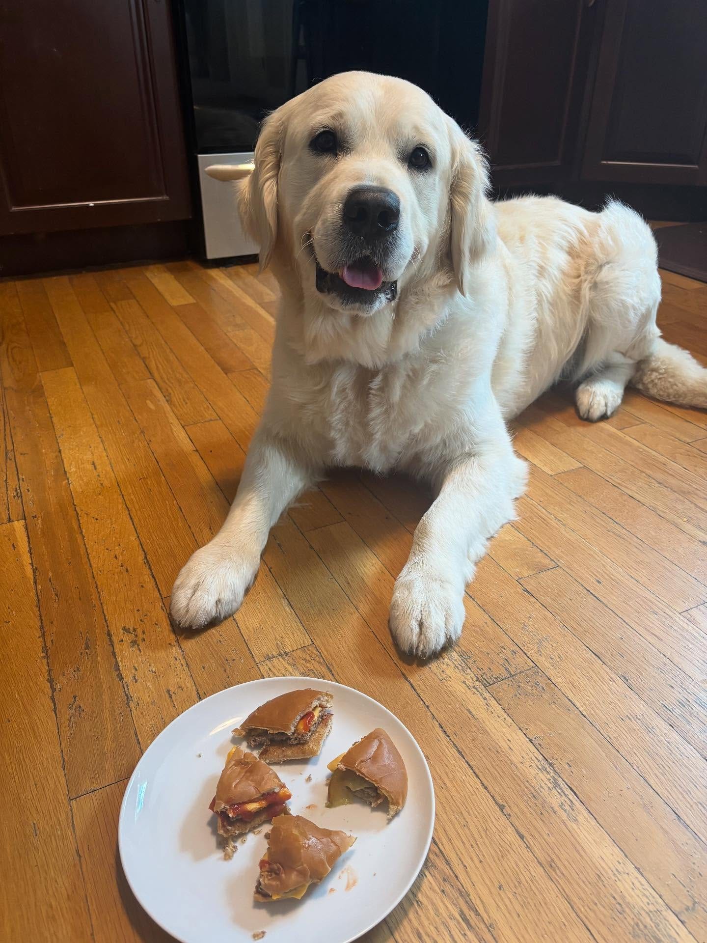 May be an image of Great Pyrenees