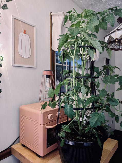 A person with black hair in a white shirt leans over a kitchen counter full of of ramps, a tomato plant in a cage perches next to a pink air fryer inside a kitchen, an orange cat rests his chin on a couch and looks annoyed