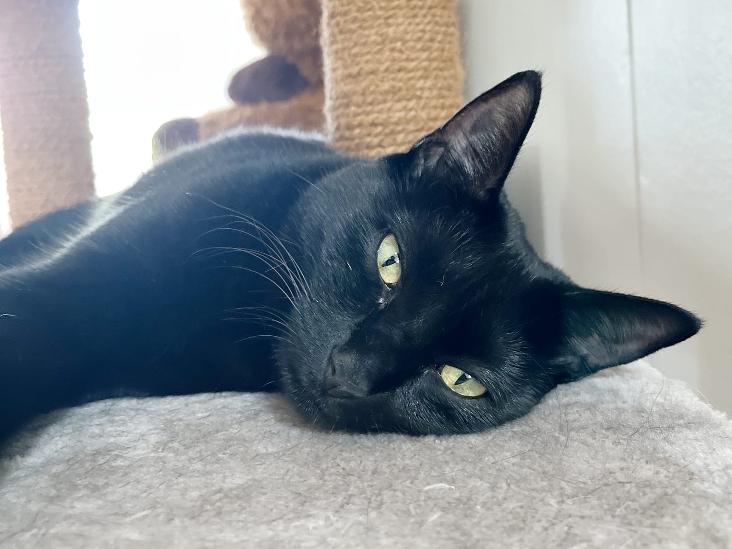 A young black cat relaxing on a cat tree.