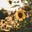 The Art of Being a Sunflower's avatar