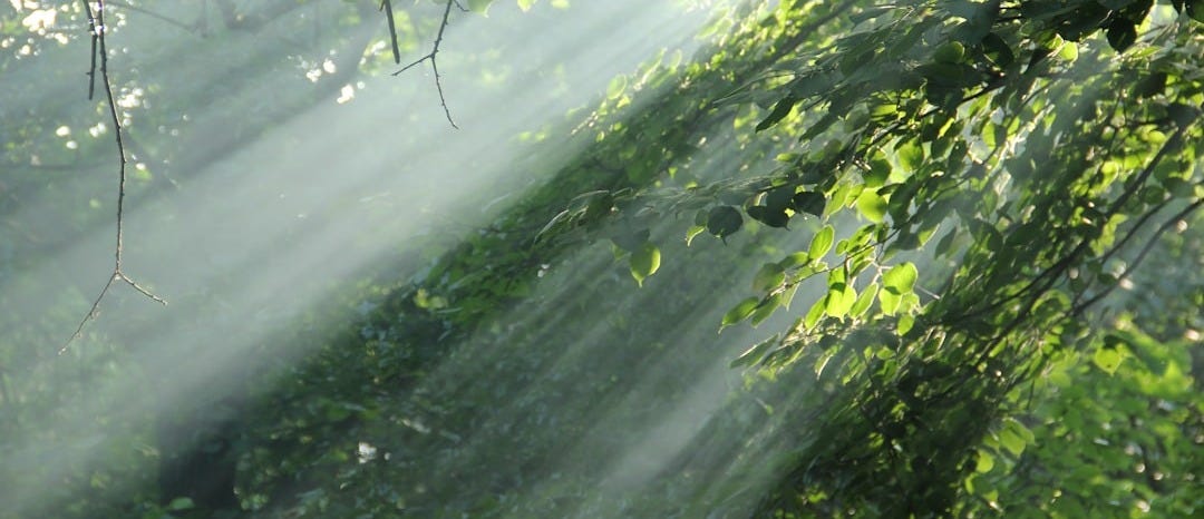 sunlight shining through the leaves of a tree