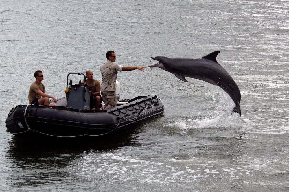 Send in the Mine-Clearing Dolphins