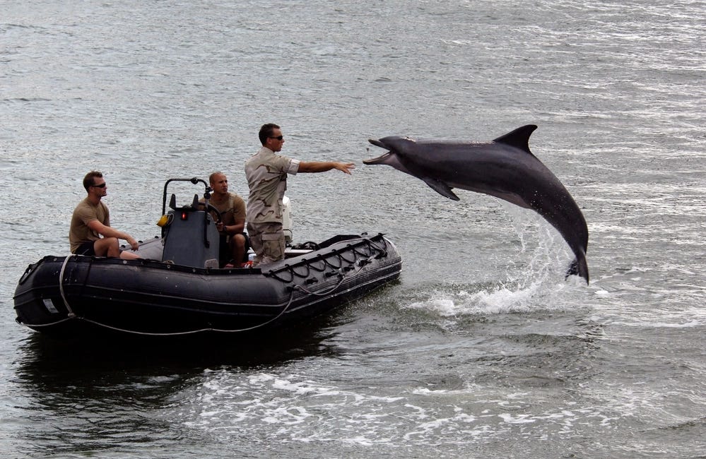 Send in the Mine-Clearing Dolphins