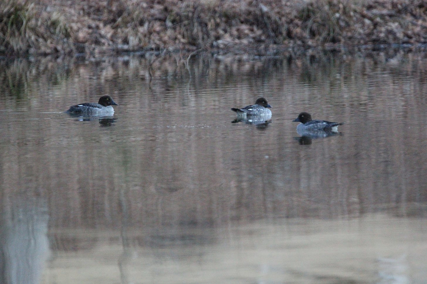 A bronzey brown lake with three ducks floating on it. The ducks have gray bodies and dark reddish-brown heads, with pale yellow eyes and sloping dark gray bills. A bronzey brown lake with three ducks floating on it. The ducks have gray bodies and dark reddish-brown heads, with pale yellow eyes and sloping dark gray bills.