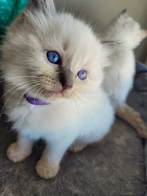 A gallery of rag doll kittens and cats looking around and being cute