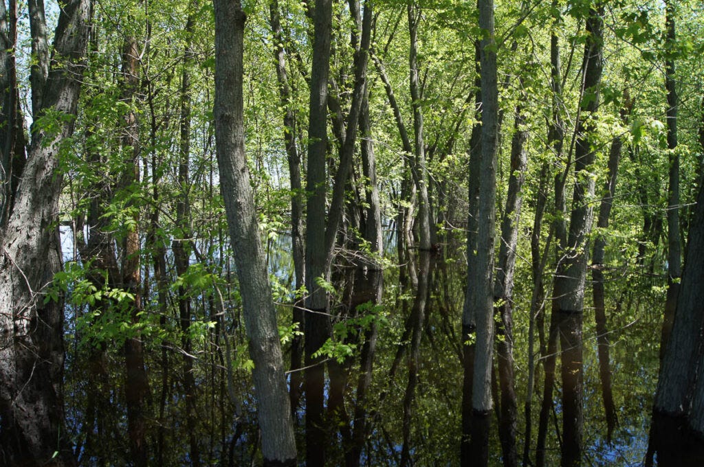 Floodplain Forest