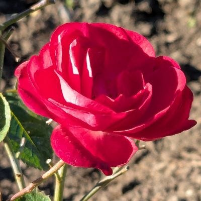 The roses are abloom! Houston "Fall" agrees with them.