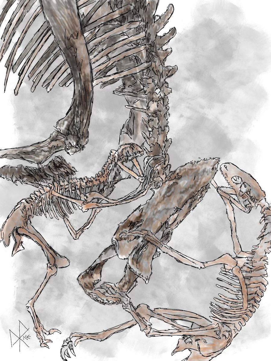 Lambeosaurus skeleton on display, Royal Tyrrell Museum. Sketch art by Don Rice. Lambeosaurus skeleton on display, Royal Tyrrell Museum. Sketch art by Don Rice.