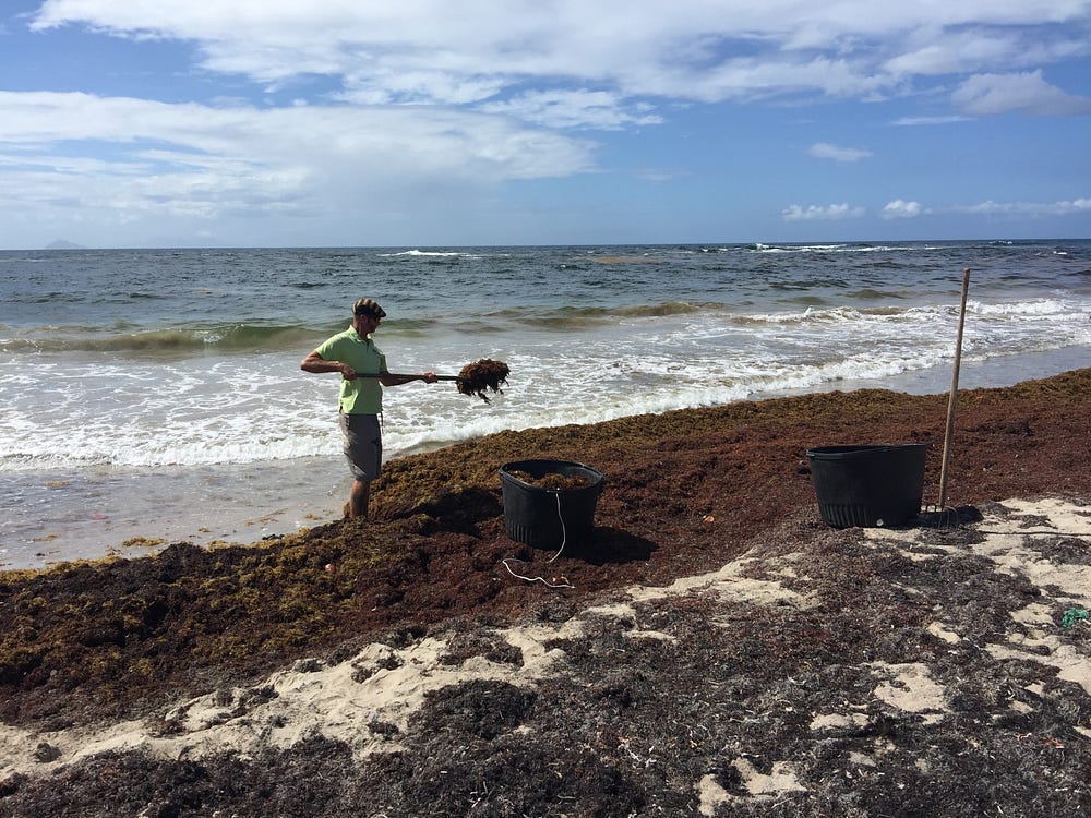 A man shovels seaweed from the beach with the ocean in the background