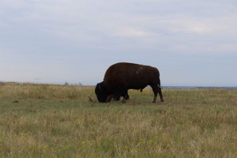 Grazing bison bull, Theodore Roosevelt National Park