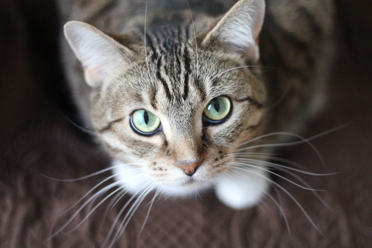 File:Adorable-animal-cat-20787.jpg - Wikimedia Commons