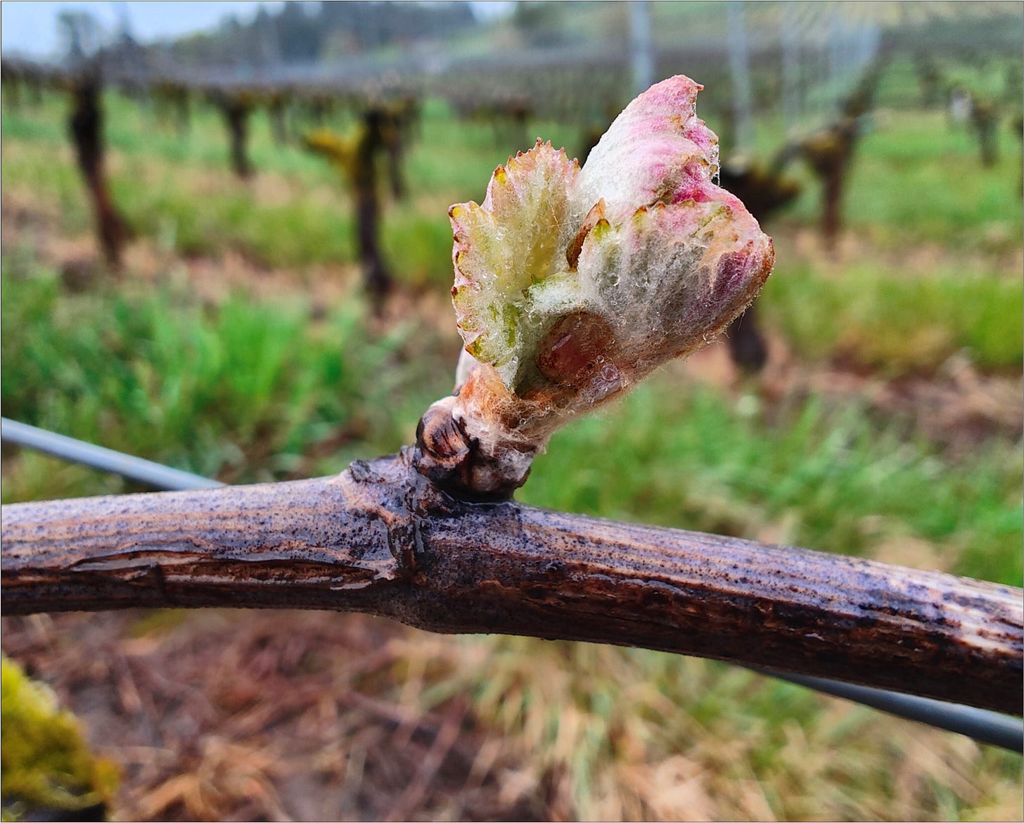 Bud break just in time for Earth Day!