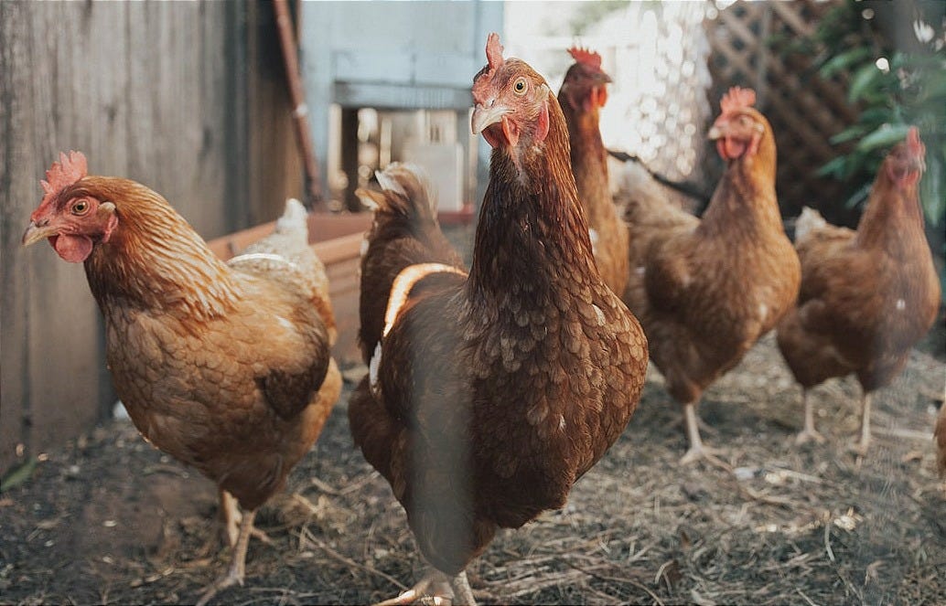 five brown hens on ground beside fence