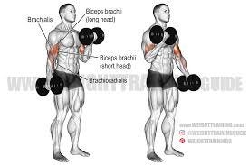 Dumbbell curl exercise instructions and ...