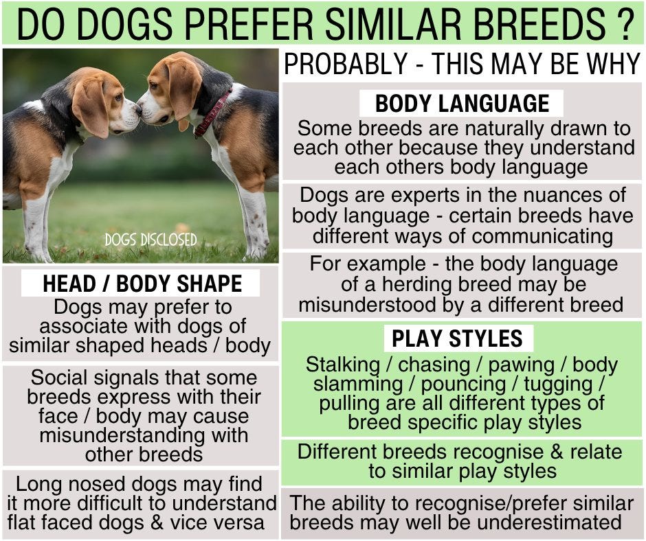 May be an image of dog and text