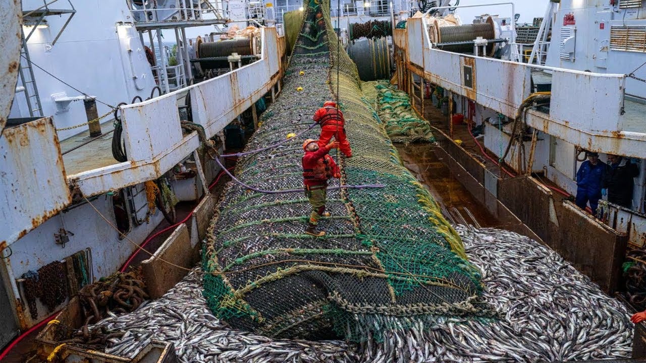 Most Advanced fish processing Vessel - Big Cactch Hundreds of tons of fish  on Freezing Trawler
